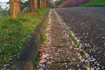 Petals have already fallen from the first round of blossoms.