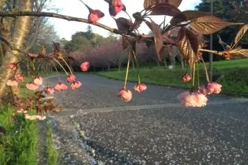 They look like little cherries!