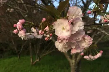 A pretty light pink hue.