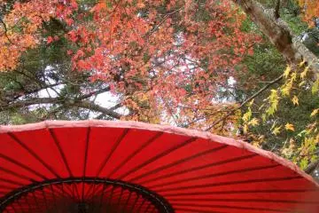 red antique umbrella in front of autumn leaves