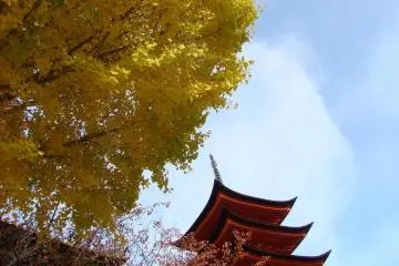 yellow ginko leaves in front of pagoda