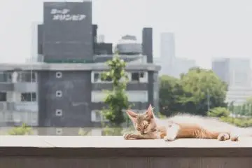 Ginger cats sunbathing