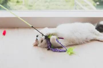Playful