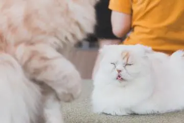 MoCHA Cat Café in Harajuku