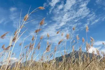 Japanese pampas trembling in the gentle breeze