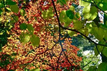 Japanese maple: Pretty and delicate