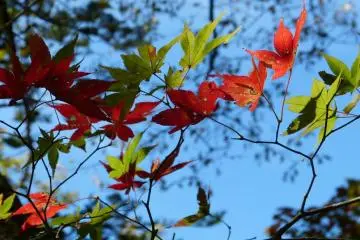 Nature always creates wonderful color combinations