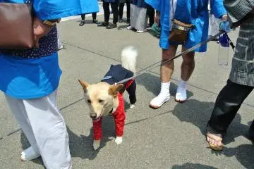 Anjing dalam festival