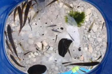 The Tombetsu River viewed through an underwater lens.