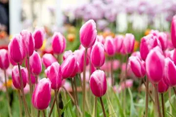 More tulips!