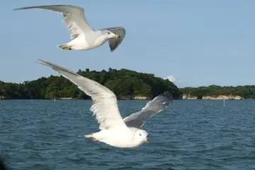 Local wildlife know who has the food