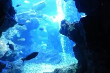 京都水族馆