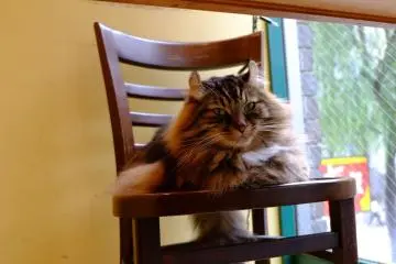 The sleepy one