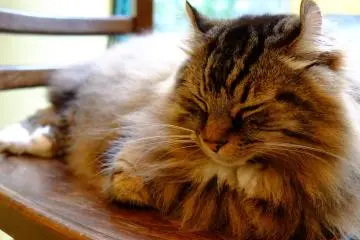 Die Katze Café in Shinjuku