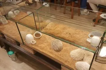 ในร้านมีเม่นอยู่หลายตัว
