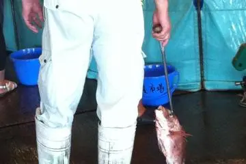 <p>Sebuah kait besi besar yang melekat pada tiang atau pegangan dan digunakan untuk mengangkat ikan&nbsp;</p>