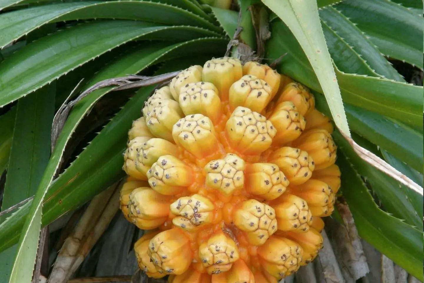 Wild thatch screw pine in season, or Adan Fruit Pandanus odoratissimus (Photo: Nemo's great uncle / CC BY-NC-SA 2.0)