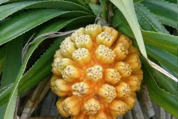 Wild thatch screw pine in season, or Adan Fruit Pandanus odoratissimus