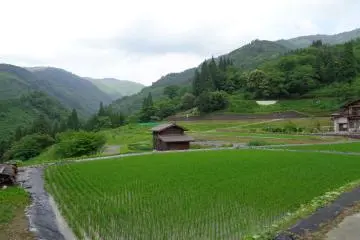 Rice fields