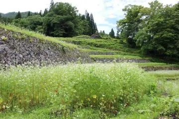 Soba flowers