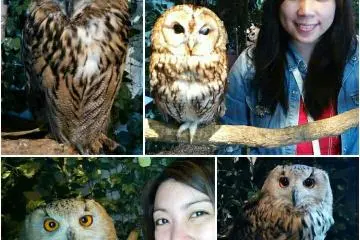 Kamakura Owl's Forest
