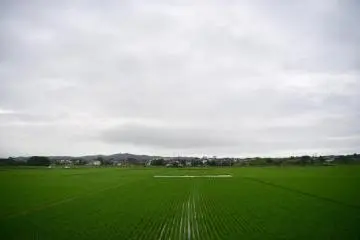 An expanse of green