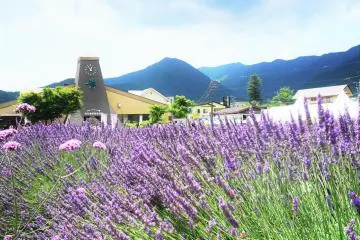 富士河口湖薰衣草祭