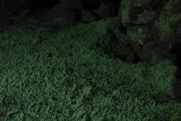 Ferns grow near the entrance