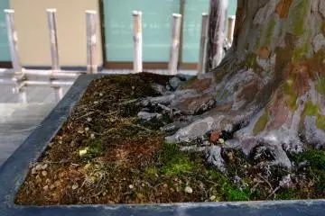 Detail shot of the tiny roots