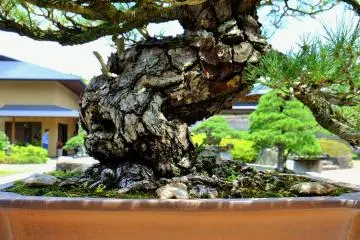 Closeup of the trunk of this black pine