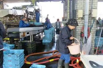 Ine Fish Market in action each morning