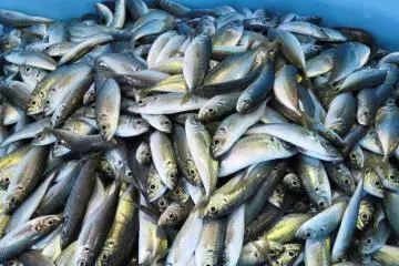 Yellowtail is a common catch at the Ine Fish Market
