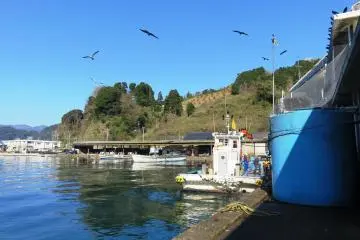 Kites and Crows battle it out 