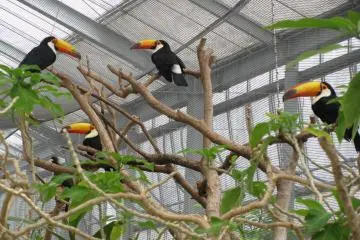Toucan area