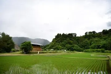 Rice fields