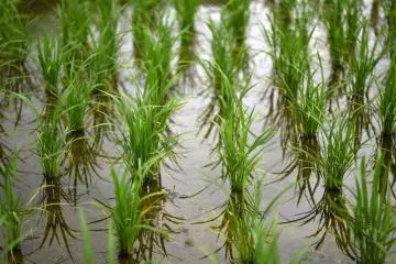 Growing rice