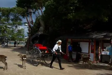 <p>Adegan yang umum di sekitar kuil: rikshaw dan rusa</p>