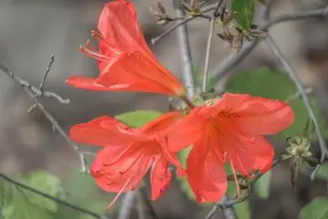 Mount Takagawa's Azalea