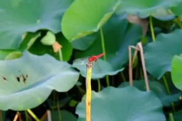 Brightly coloured dragonfly - one of many