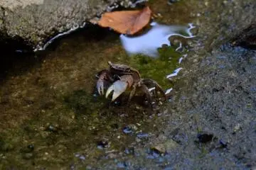 A mud crab