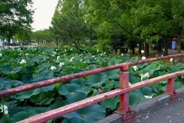 View over one side of the pond
