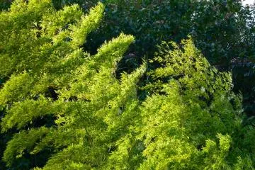 Bamboo trees swinging in the wind