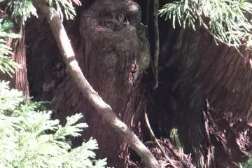 Owl shaped tree
