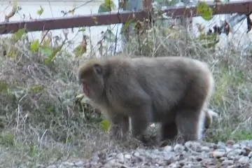 Monkey at Keykidaira Station 