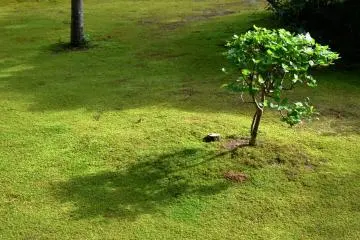 Even the tiniest sapling is attended to