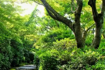 Shaded paths