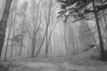 Snow covered forest at Station 7