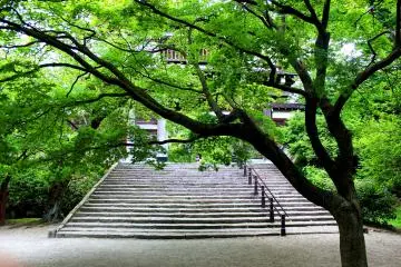 The two-story wooden gate hiding behind the trees