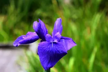 Iris garden