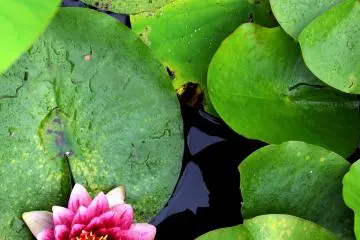 Lotus flower